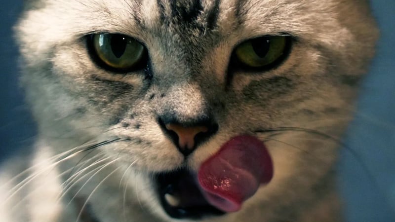 A cat licking its lips